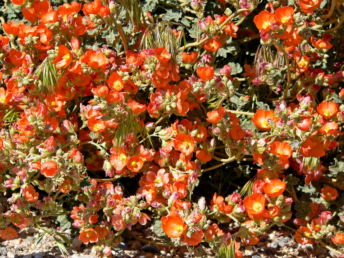 20 Apricot DESERT GLOBEMALLOW Mallow Sphaeralcea Ambigua Flower Seeds