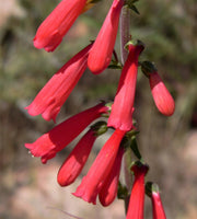 150 Eatons RED FIRECRACKER PENSTEMON Eatonii Native Hummingbird Flower Seeds