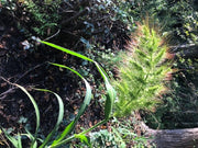 100 WALTER'S BARNYARD GRASS Wetland Ornamental Echinochloa Walteri Seeds