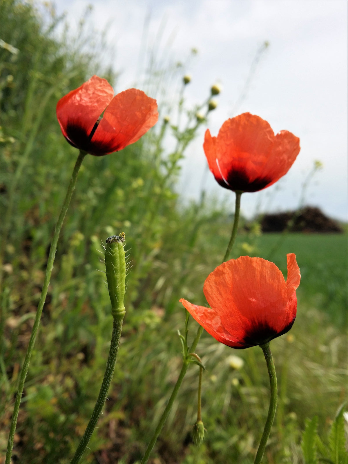 50 Scarlet PRICKLYHEAD POPPY Papaver Argemone Roemeria Long Prickly Poppy Red Black Blue Flower Seeds