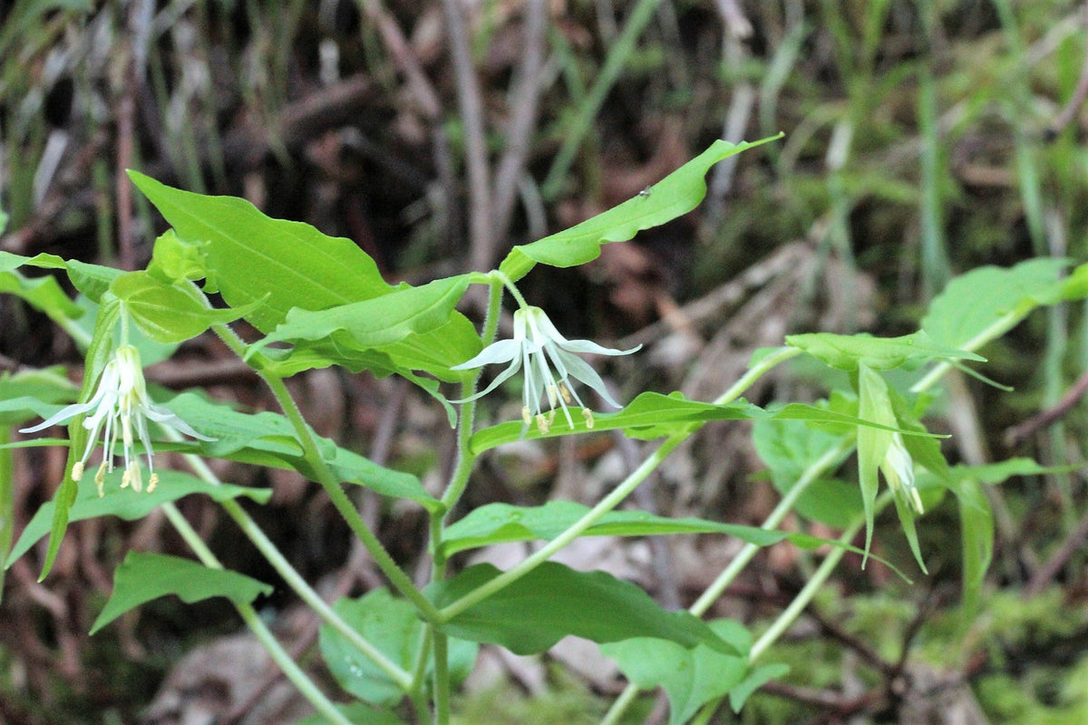 10 HOOKERS FAIRYBELLS Drops of Gold Prosartes Disporum Hookeri Native Flower Seeds