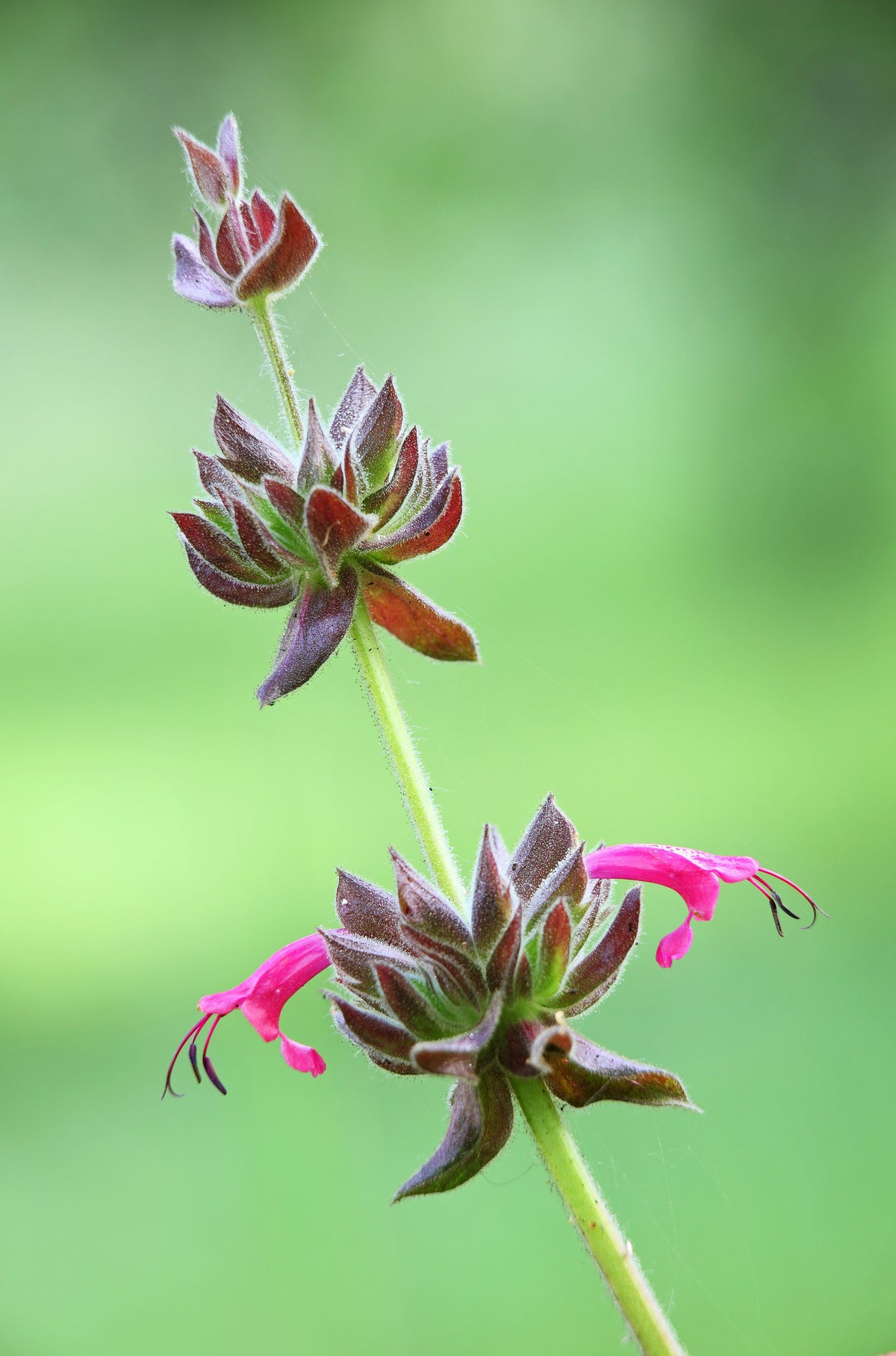 10 Organic California HUMMINGBIRD SAGE Salvia Spathacea Magenta Red Flower Herb Seeds