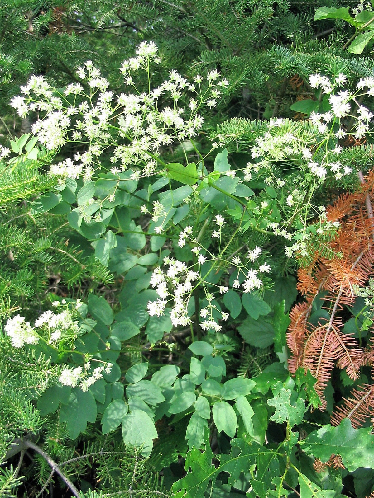 50 PURPLE MEADOW RUE Thalictrum Dasycarpum White & Yellow Flower Herb Seeds