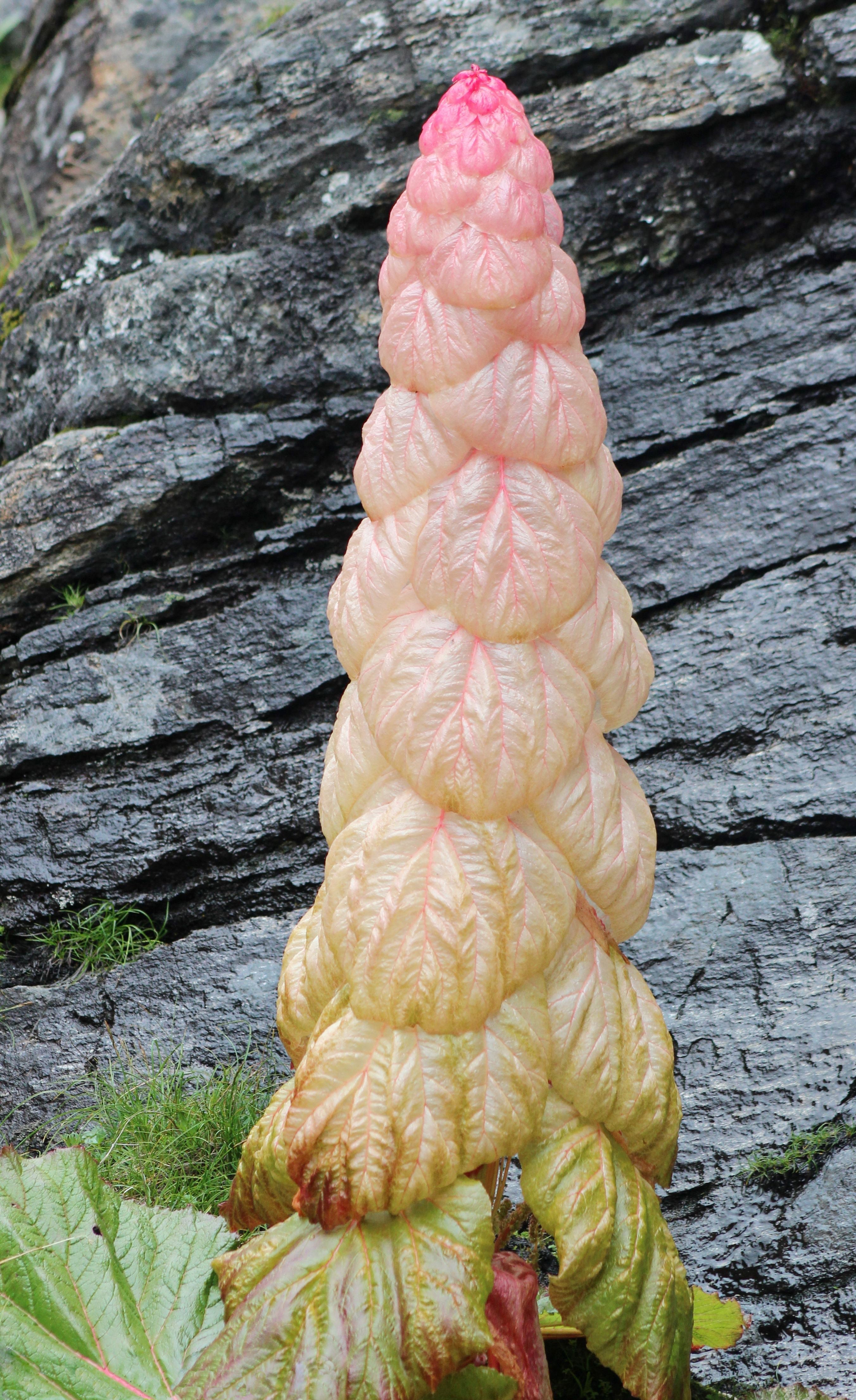 5 NOBLE RHUBARB Rheum Nobile Ornamental Sikkim Himalayan Glasshouse Plant Seeds