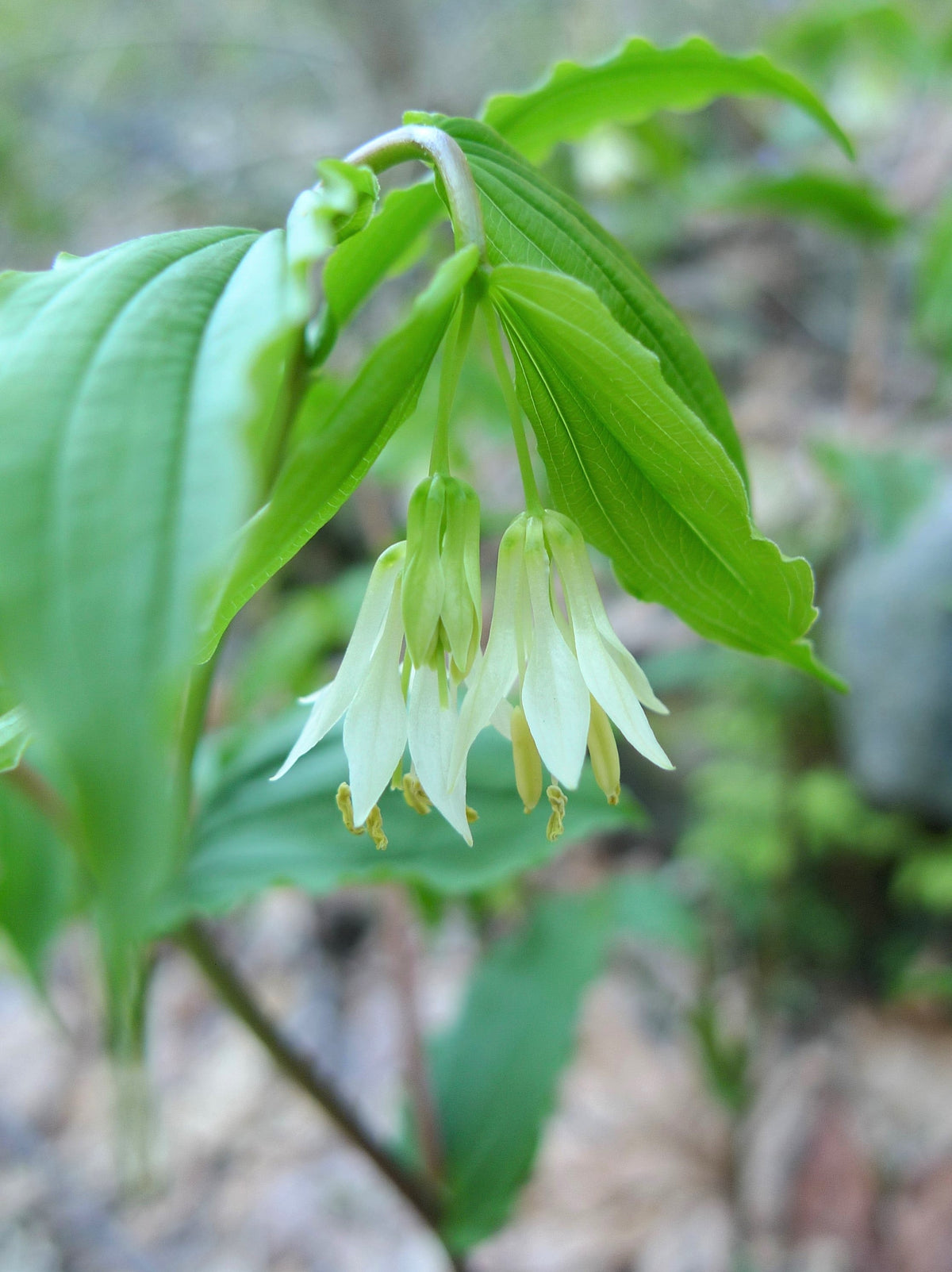 10 HOOKERS FAIRYBELLS Drops of Gold Prosartes Disporum Hookeri Native Flower Seeds