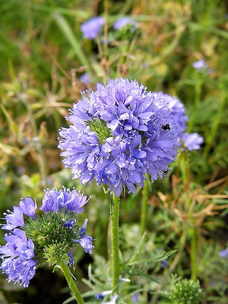 1500 GLOBE GILIA Bluehead Gilia Capitata Thimble Flower Seeds