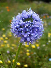 1500 GLOBE GILIA Bluehead Gilia Capitata Thimble Flower Seeds