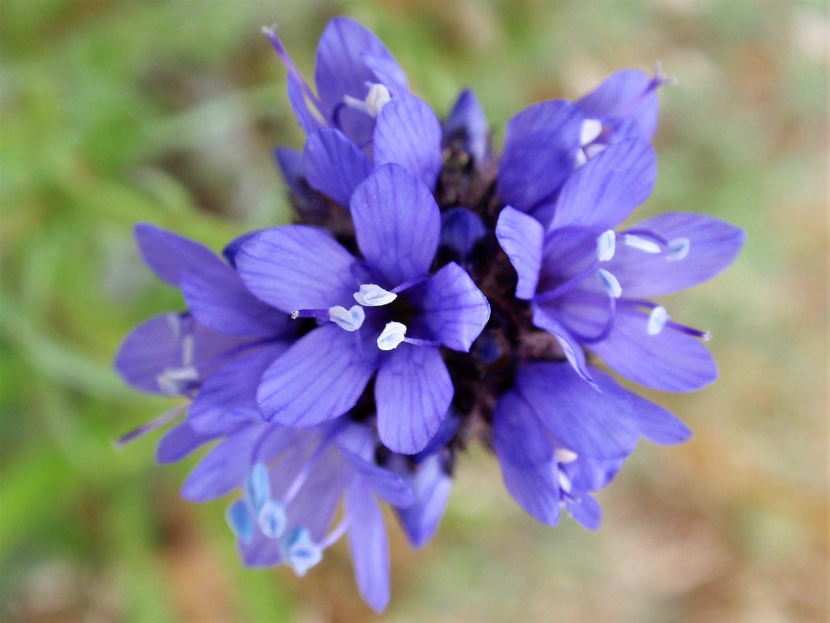1500 GLOBE GILIA Bluehead Gilia Capitata Thimble Flower Seeds