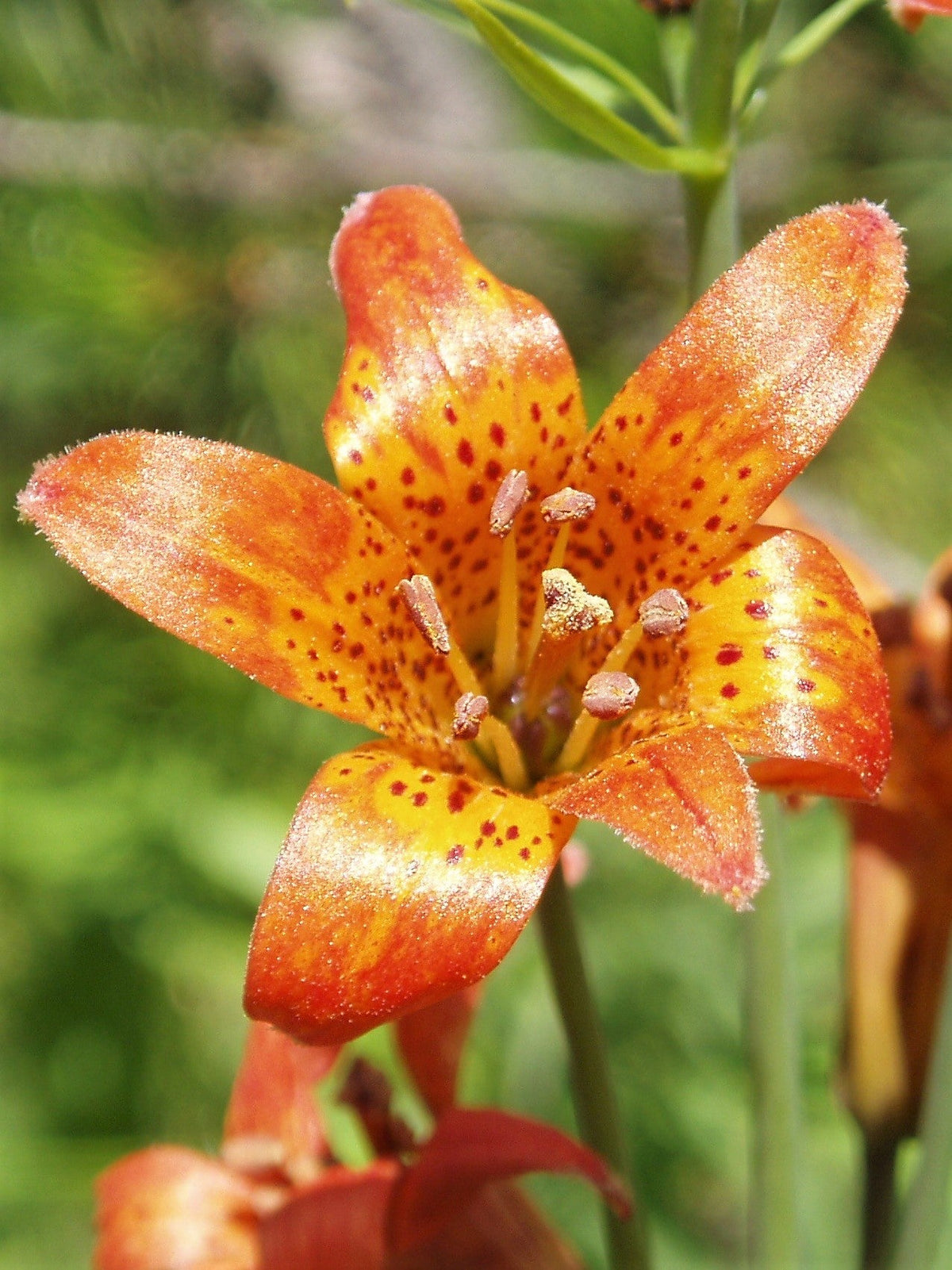15 WESTERN HYBRIDS LILY Tiger, Leopard, Lemon, Alpine, Kellogg - Mixed Colors Pink, Red, Yellow, Orange - Native Lilium Flower Seeds