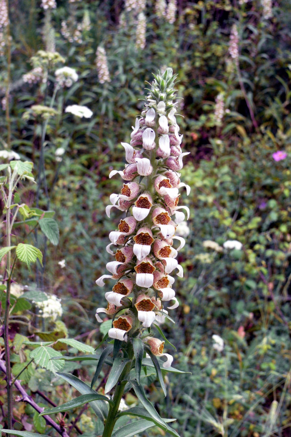 200 GRECIAN FOXGLOVE Wooly Digitalis Lanata Hummingbird White Yellow Purple Brown Flower Seeds