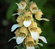 200 GRECIAN FOXGLOVE Wooly Digitalis Lanata Hummingbird White Yellow Purple Brown Flower Seeds