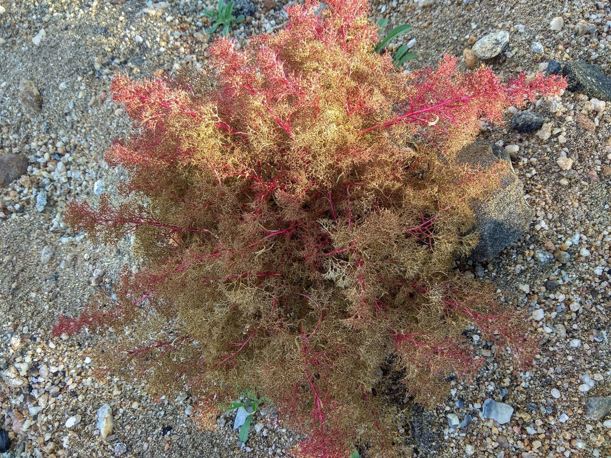 50 SEAFOAM Zeechium Teloxys Aristata Model Miniatures Sea Foam Red Flower Seeds