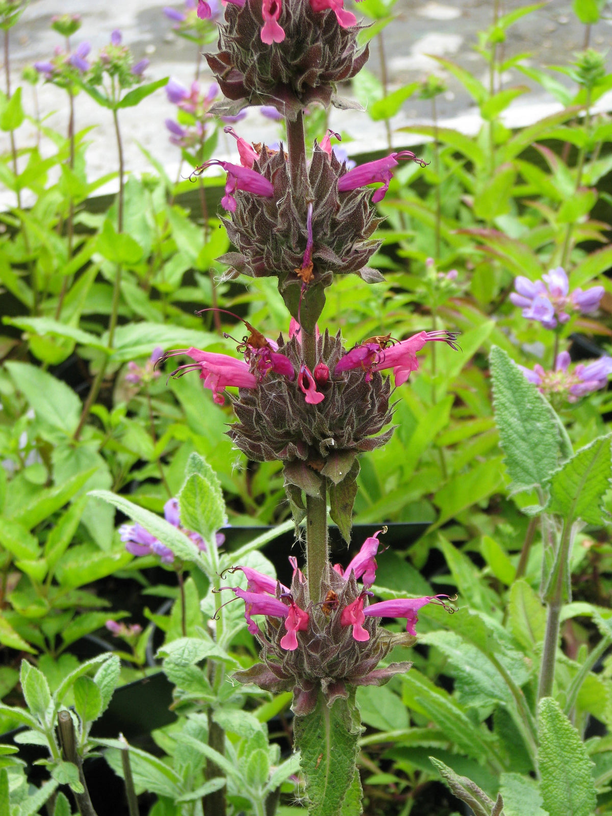 10 Organic California HUMMINGBIRD SAGE Salvia Spathacea Magenta Red Flower Herb Seeds