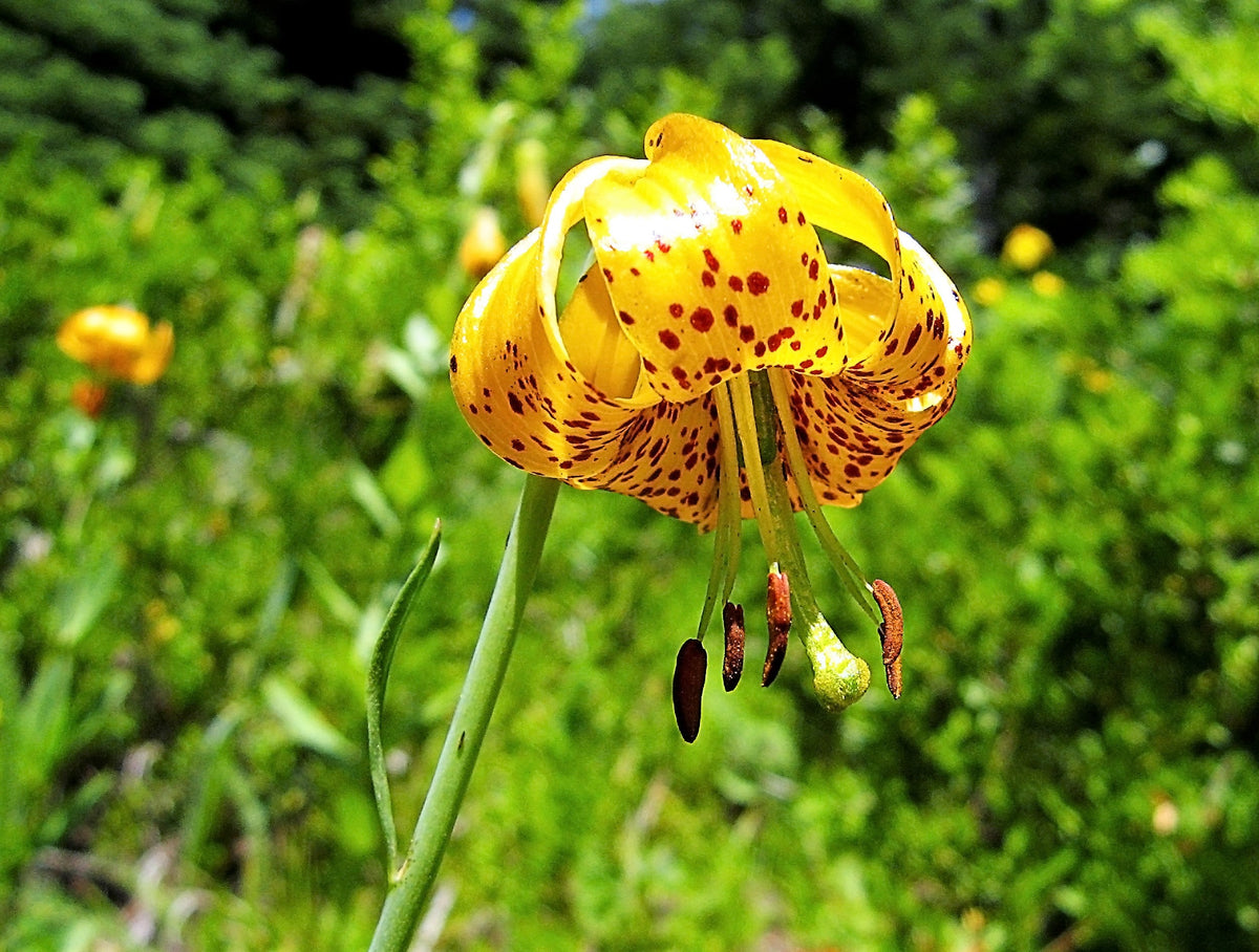 15 WESTERN HYBRIDS LILY Tiger, Leopard, Lemon, Alpine, Kellogg - Mixed Colors Pink, Red, Yellow, Orange - Native Lilium Flower Seeds