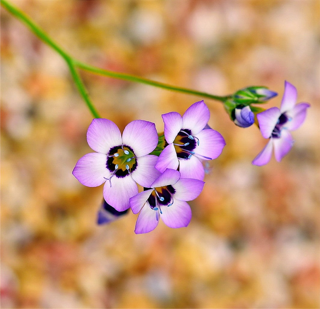 1000 BIRDS EYES Gilia Tricolor Lavender White Native Fragrant Hummingbird Flower Seeds