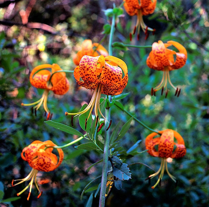 10 LEOPARD LILY California Tiger Lily Panther Lilium Pardalinum Yellow Orange Red Spotted Native Flower Seeds