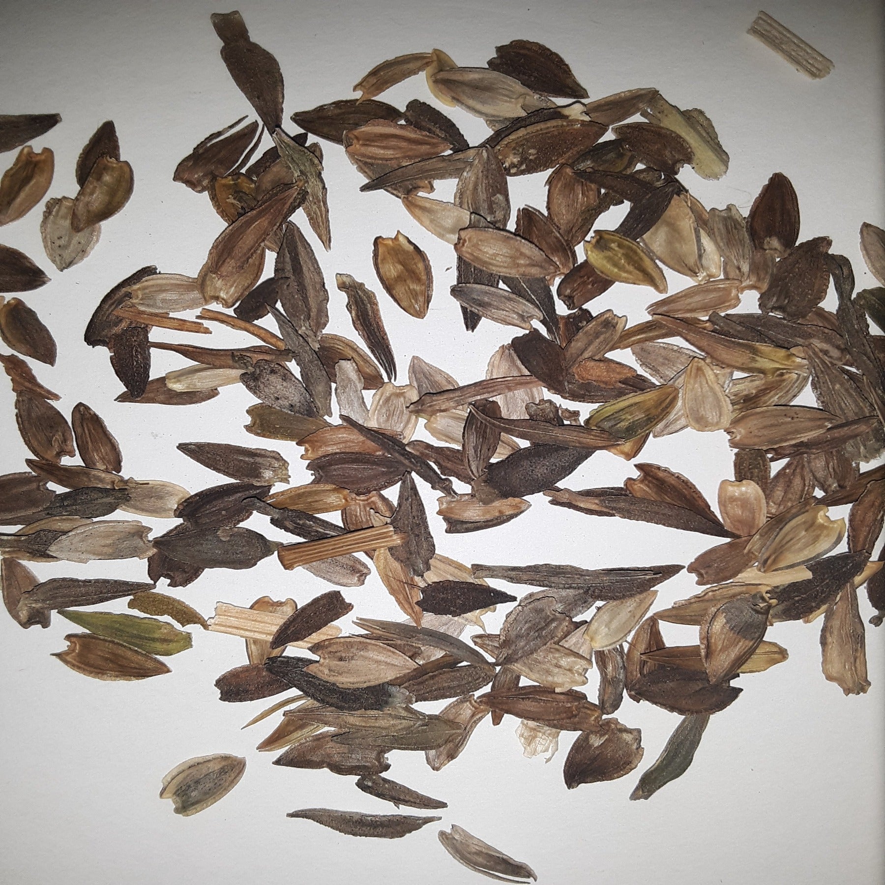 California Giant Mix Zinnia Seeds