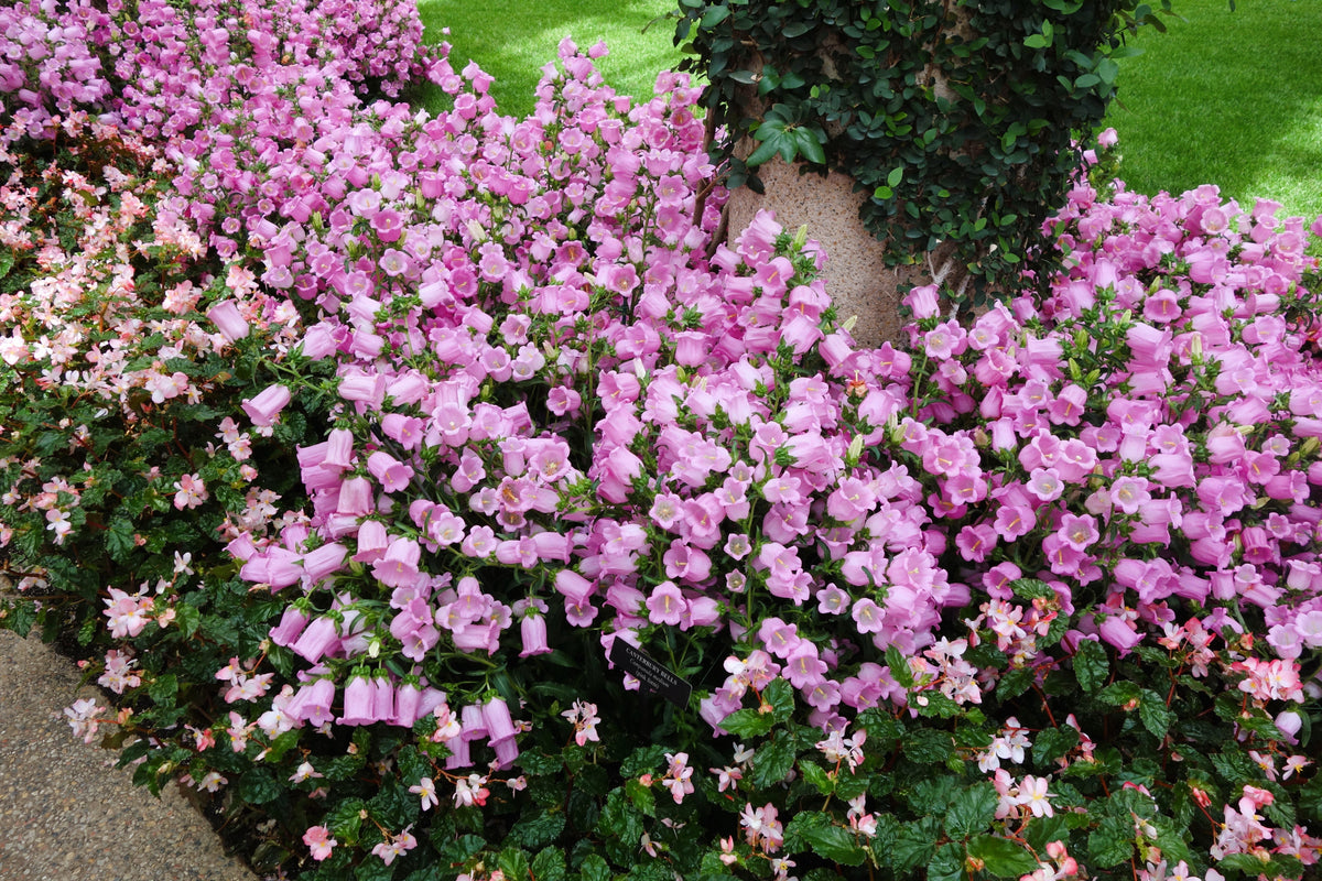 200 Rose Pink CANTERBURY BELLS - CAMPANULA Medium Flower Seeds