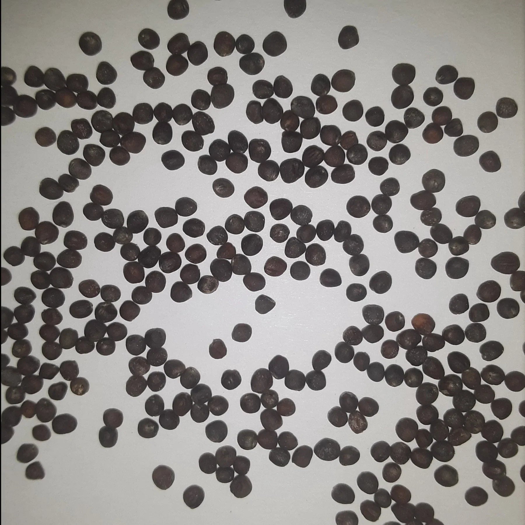 Twister Hybrid Cauliflower Seeds