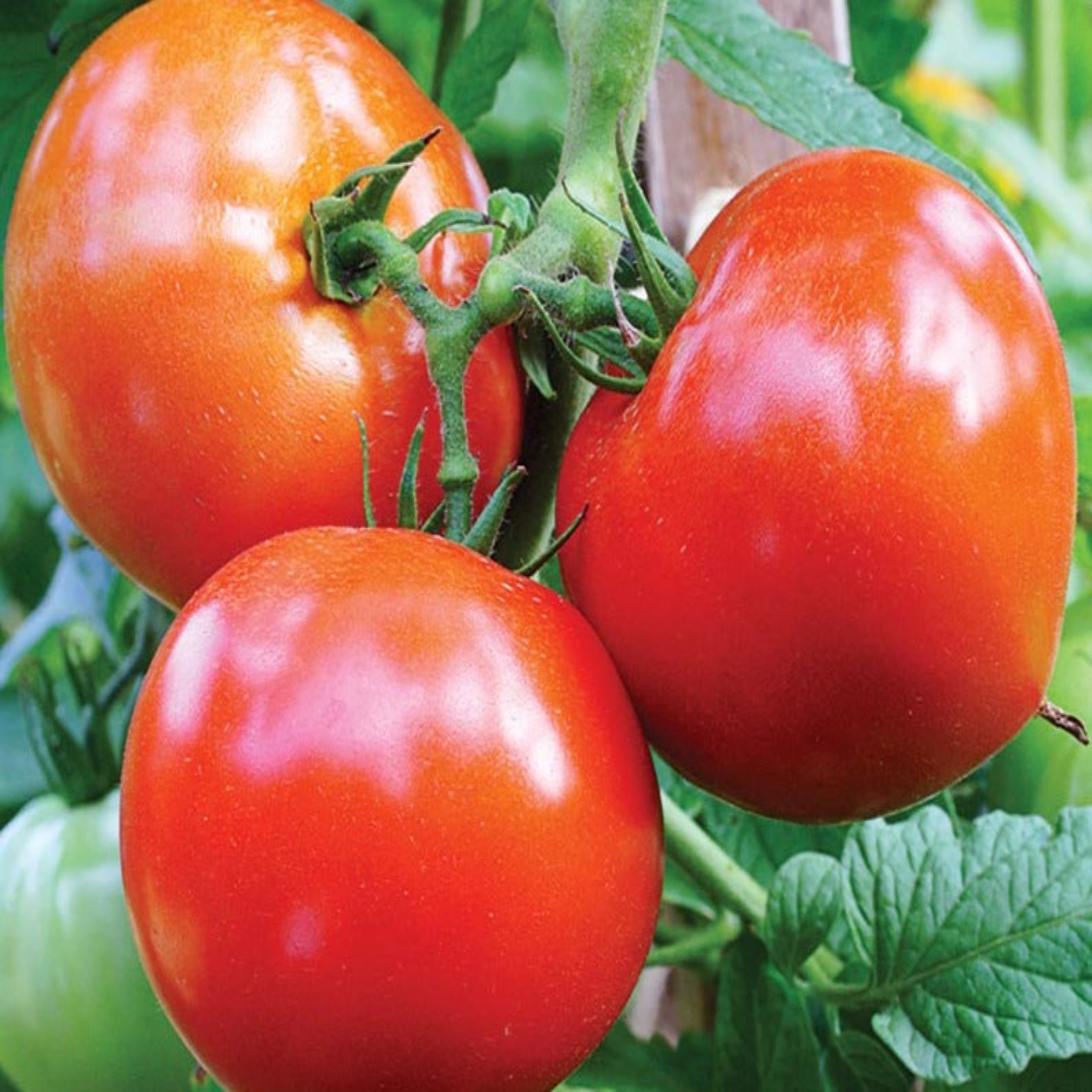 Celebrity Hybrid Tomato Seeds