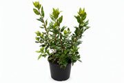 PJM Rhododendron