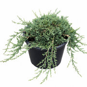 Blue Rug Juniper
