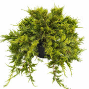 Broadmoor Juniper