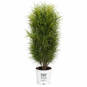 Fine Line® Buckthorn
