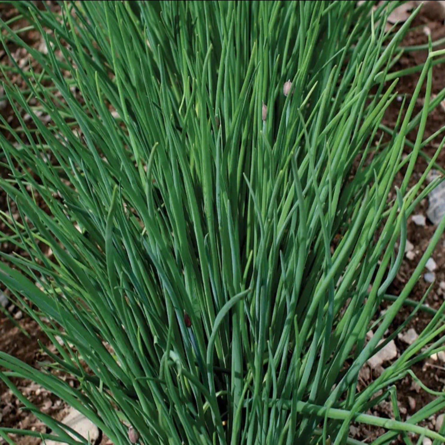 Herb, Chive Seeds
