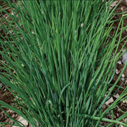 Herb, Chive Seeds