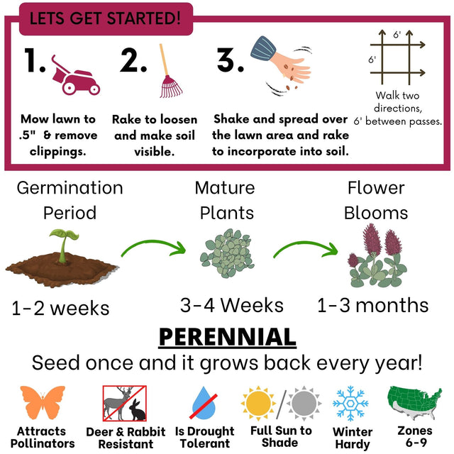 Crimson Clover Seed