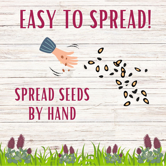 Crimson Clover Seed