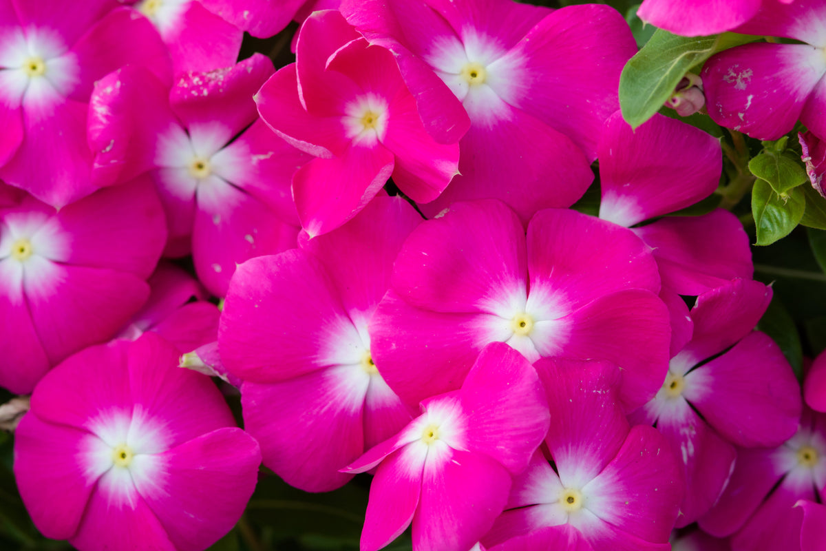 100 DWARF Little MIX PERIWINKLE / Vinca Rosea Flower Seeds