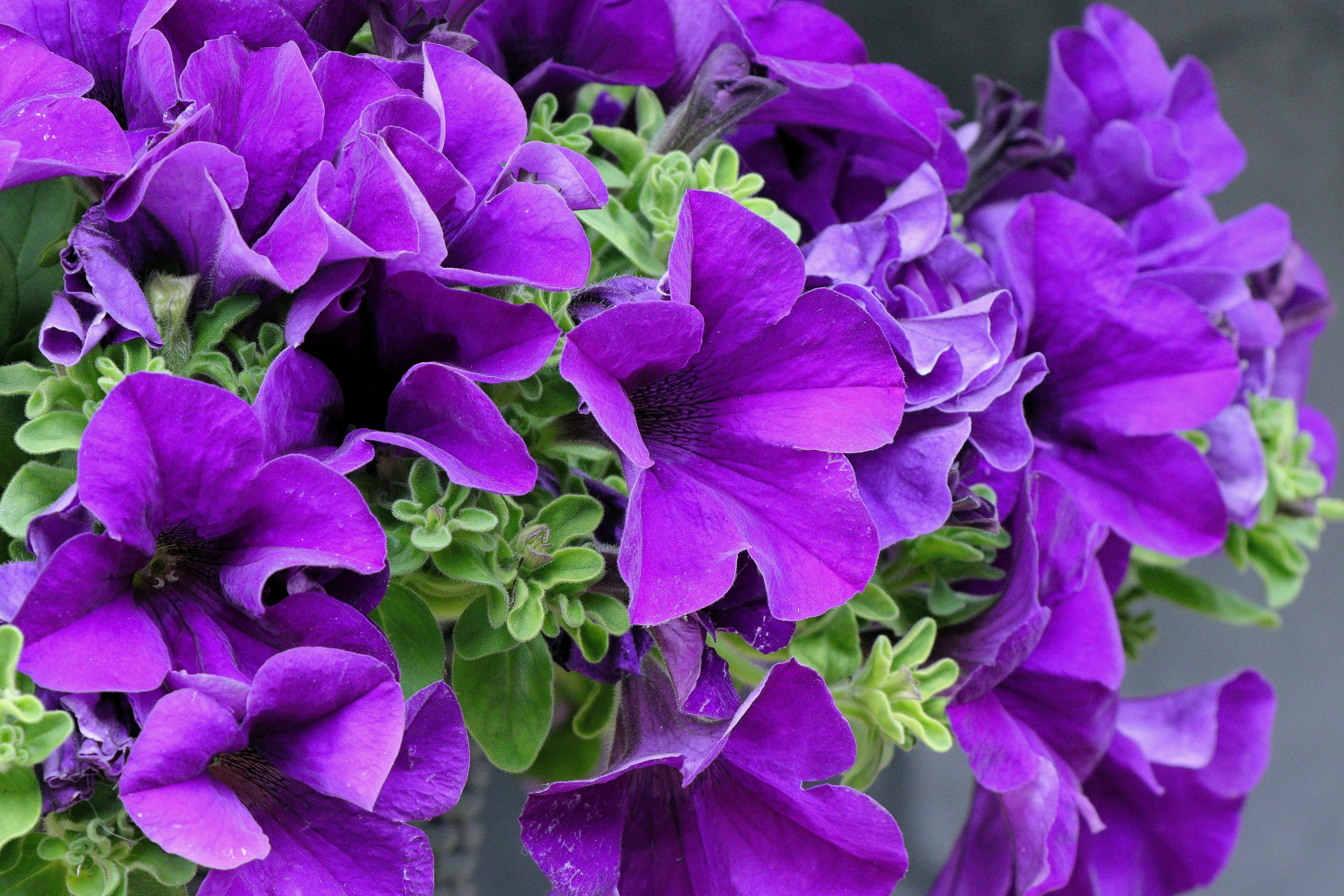 250 MIXED COLORS PETUNIA Flower Seeds