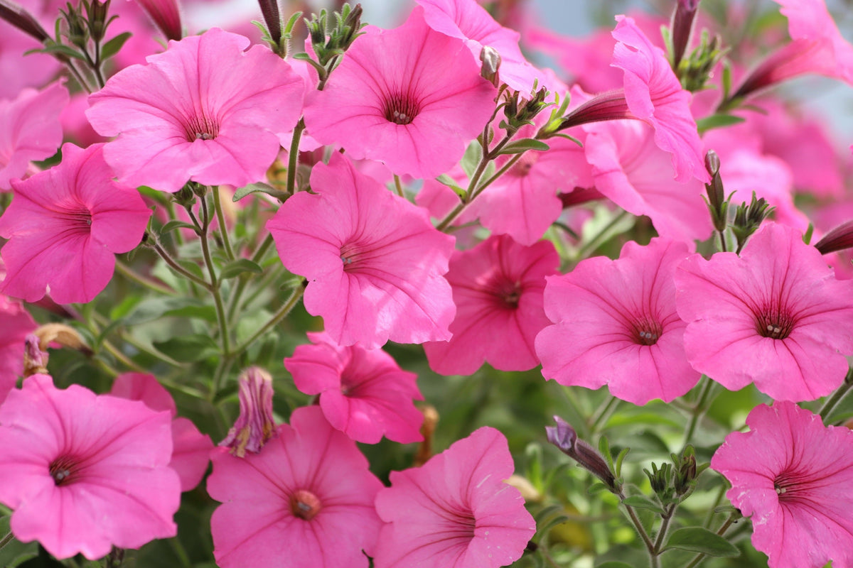 250 Mixed Colors DWARF PETUNIA Pink Red Purple White Bicolor Flower Seeds