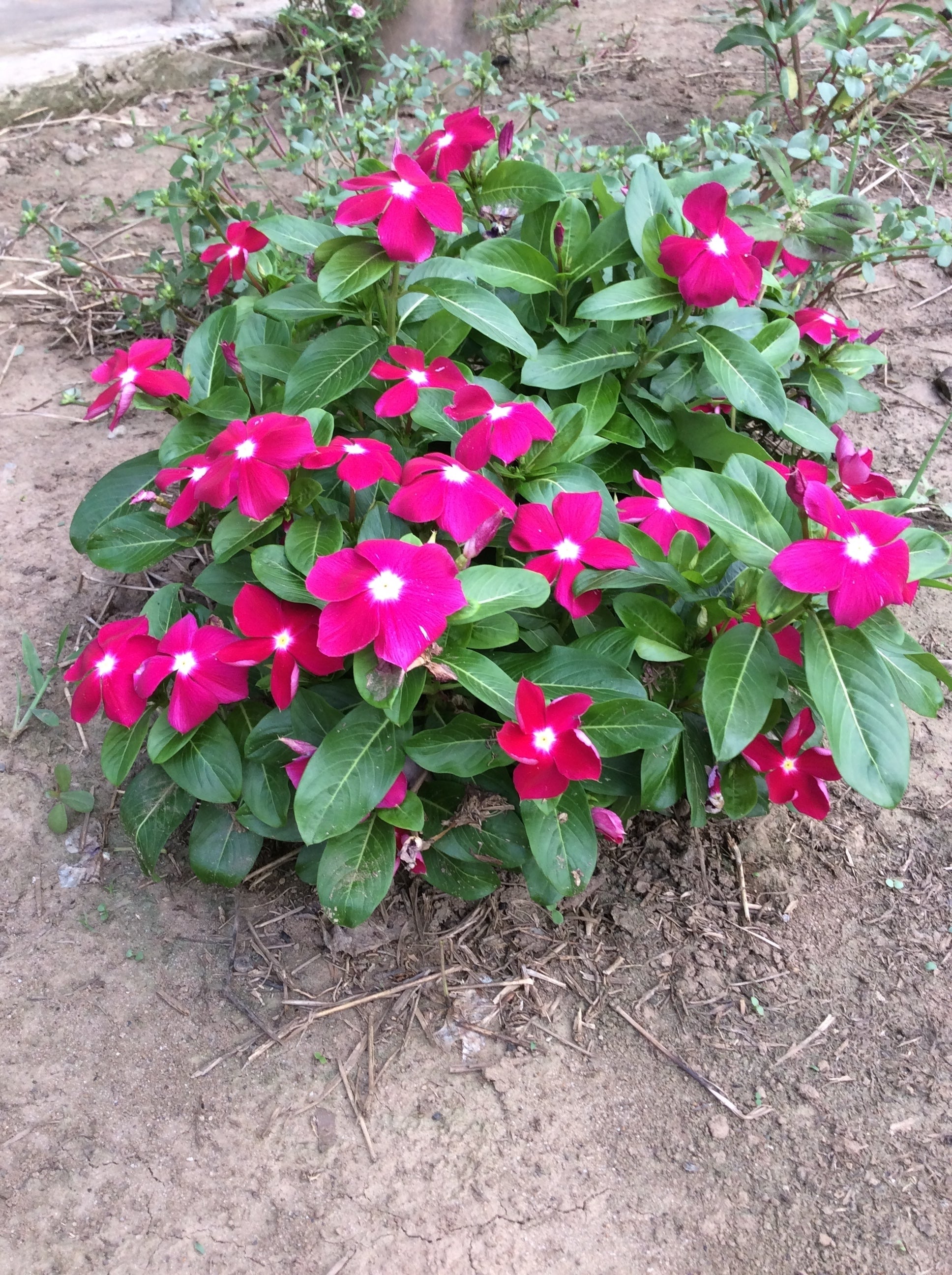 100 DWARF Little MIX PERIWINKLE / Vinca Rosea Flower Seeds