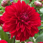 Deutschland Dahlia Bulbs