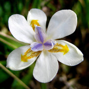25 WHITE AFRICAN IRIS Fortnight Lily Dietes Iridioides Vegeta aka Cape or Butterfly Iris Yellow Purple Flower Seeds