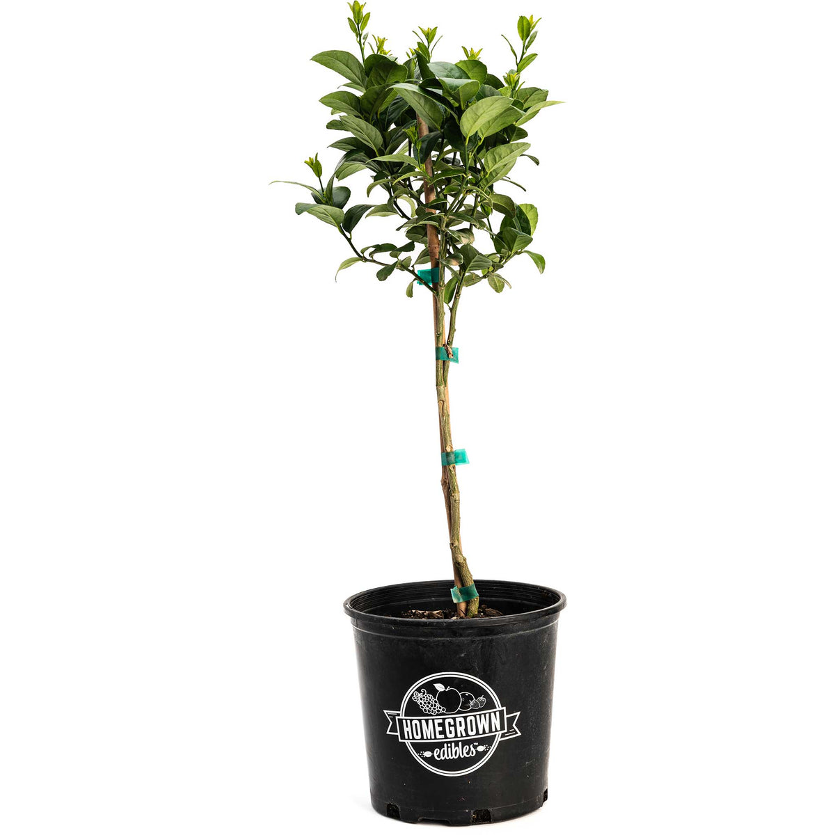 Key Lime Tree
