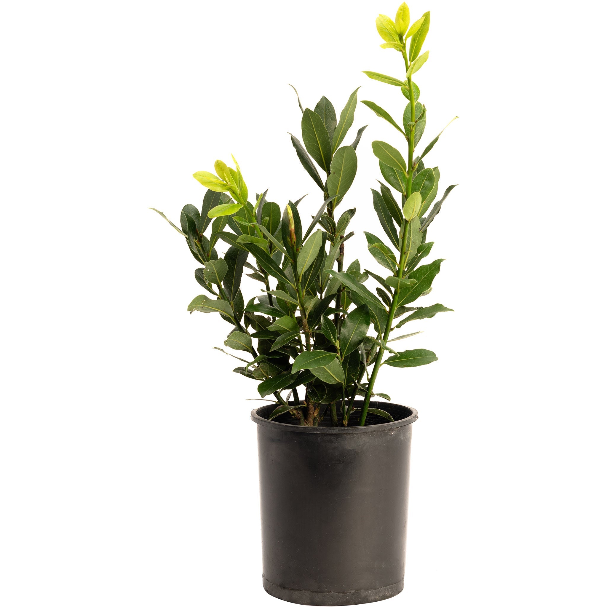 Bay Laurel