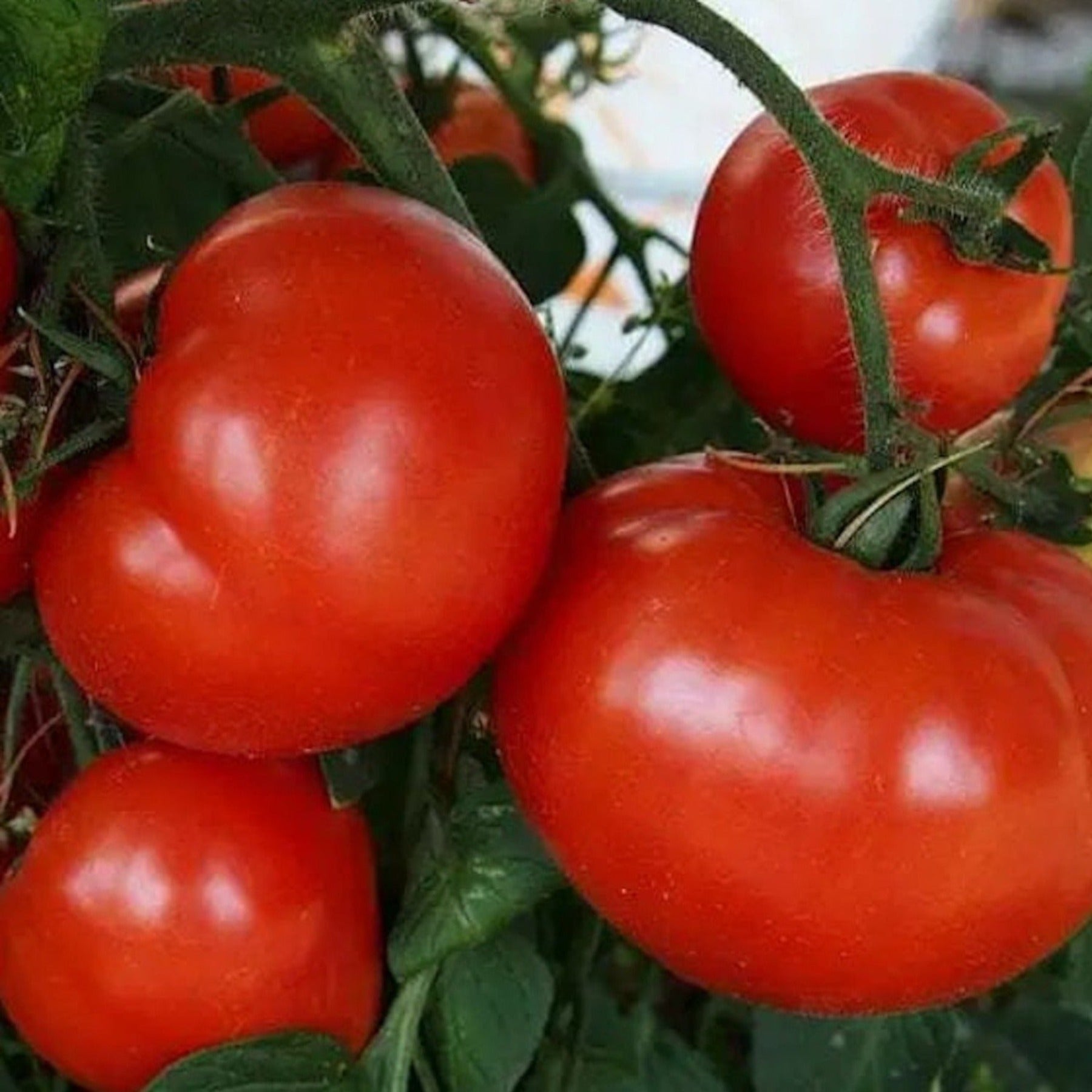 Early Girl Hybrid Tomato Seeds
