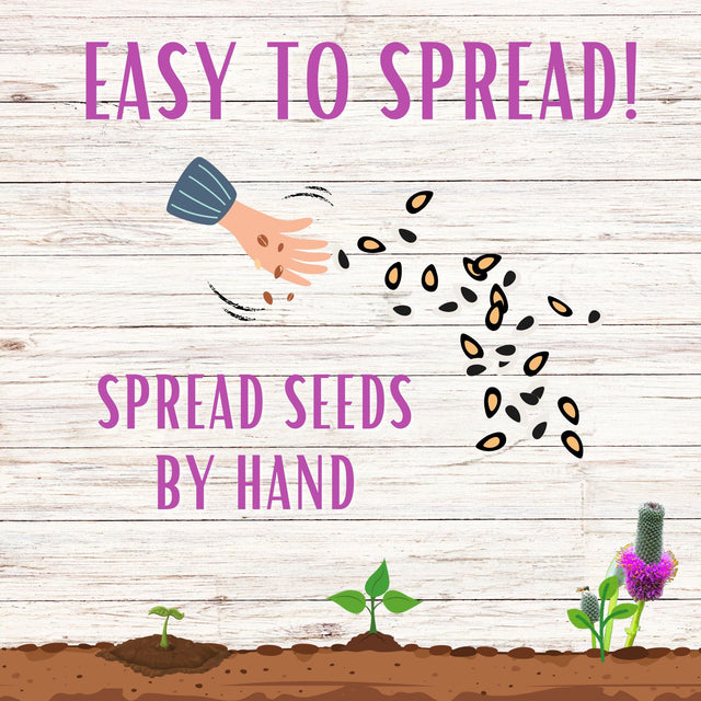 Purple Prairie Clover Seed