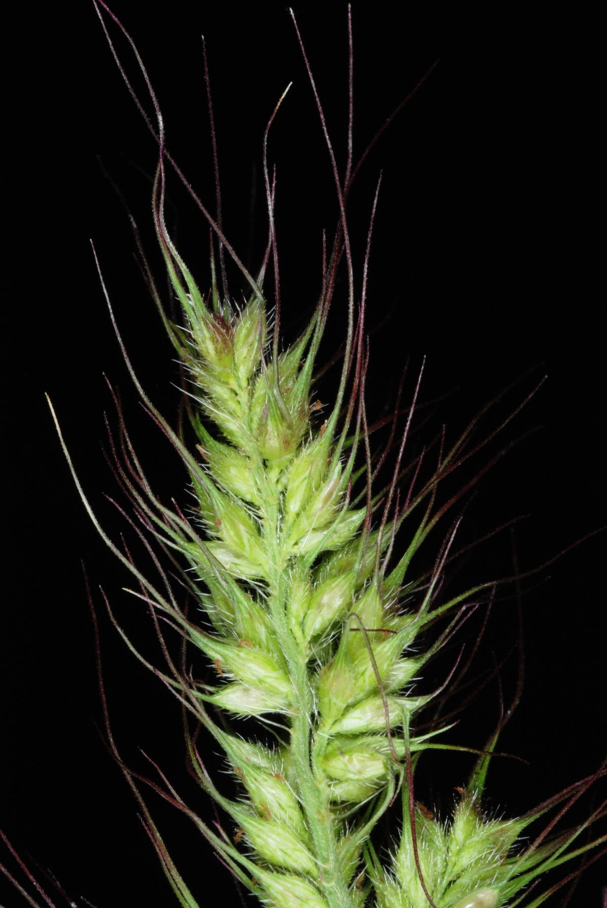 100 WALTER'S BARNYARD GRASS Wetland Ornamental Echinochloa Walteri Seeds