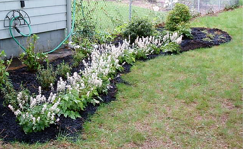 20 HEARTLEAF FOAMFLOWER White & Pink Tiarella Wherryi Coolwort Flower Seeds