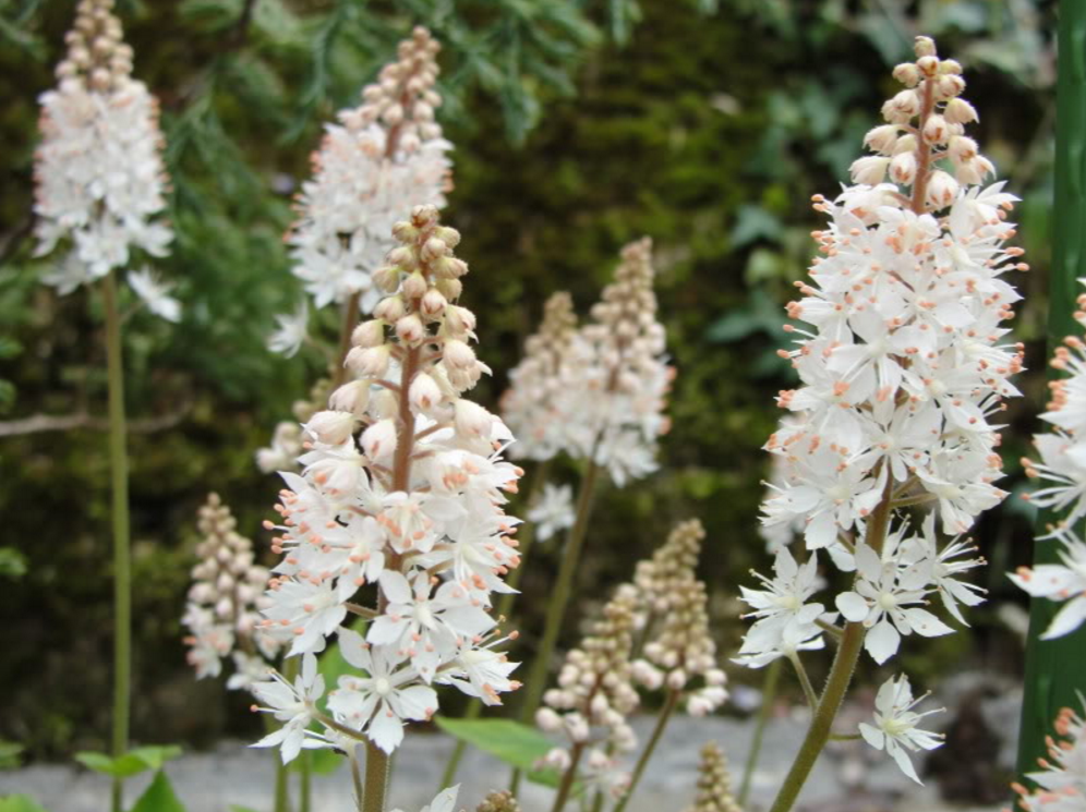 20 HEARTLEAF FOAMFLOWER White & Pink Tiarella Wherryi Coolwort Flower Seeds