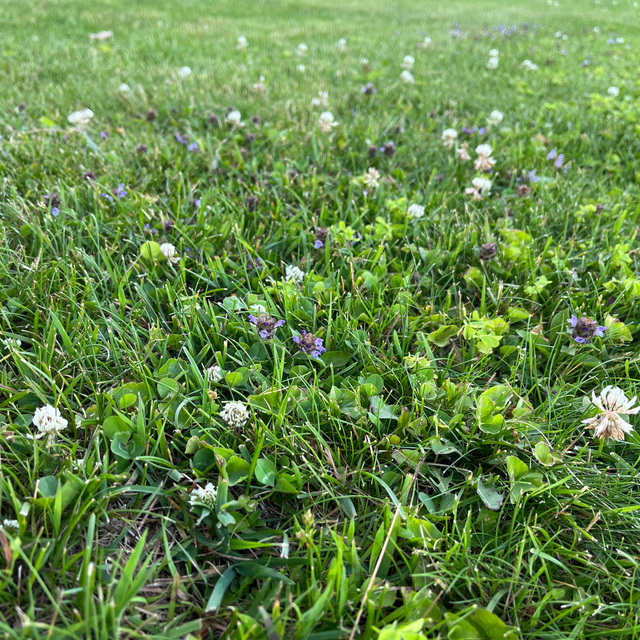Thick Bee Lawn Seed Kit Eco-Spread Carton
