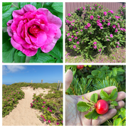 50 Pink BEACH ROSE aka Seaside or Sand Rose, Beach Tomato Rosa Rugosa Huge Red Hips Flower Seeds