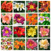 10 MIXED COLORS DAYLILY Hemerocallis Day Lily Fine Mix Red Purple Flower Seeds