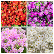 100 Mixed Colors FAIRY PRIMROSE Primula Malacoides Red Pink Purple White Baby Primrose Shade Houseplant Flower Seeds