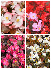 25 WAX MIXED BEGONIA Semperflorens Fibrous Mixed Colors Red Pink White Two Tone Shade Flower Seeds